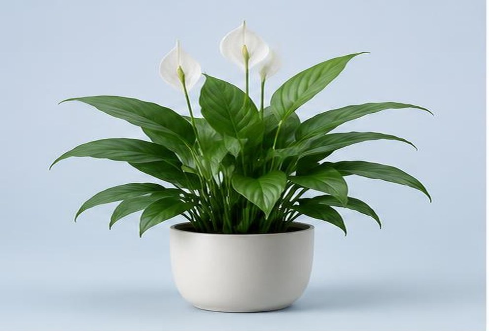Plantas